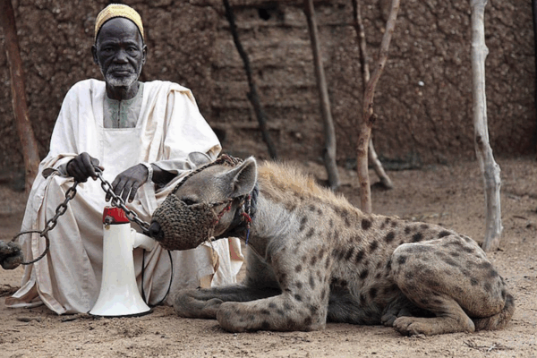 AFRICA IENE 2